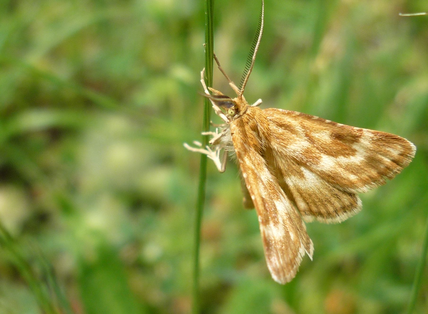 Moth id ?